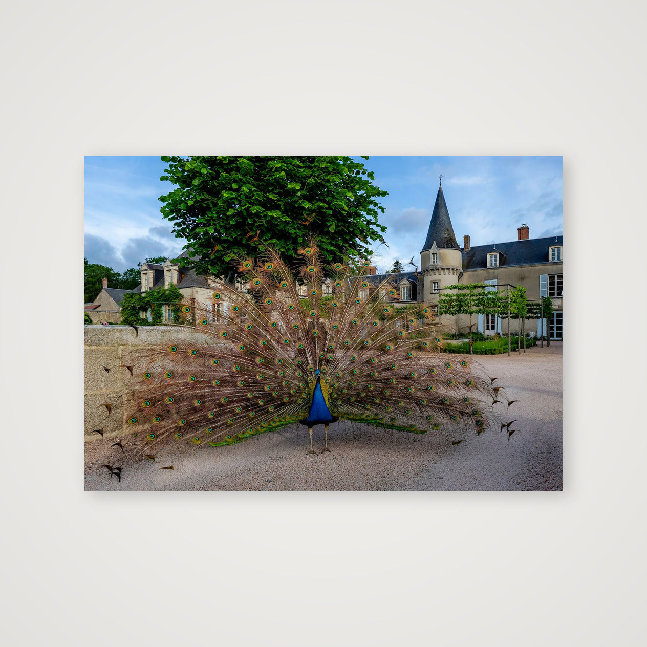 Thor God of Thunder — 100×70cm, 39×28" Print only