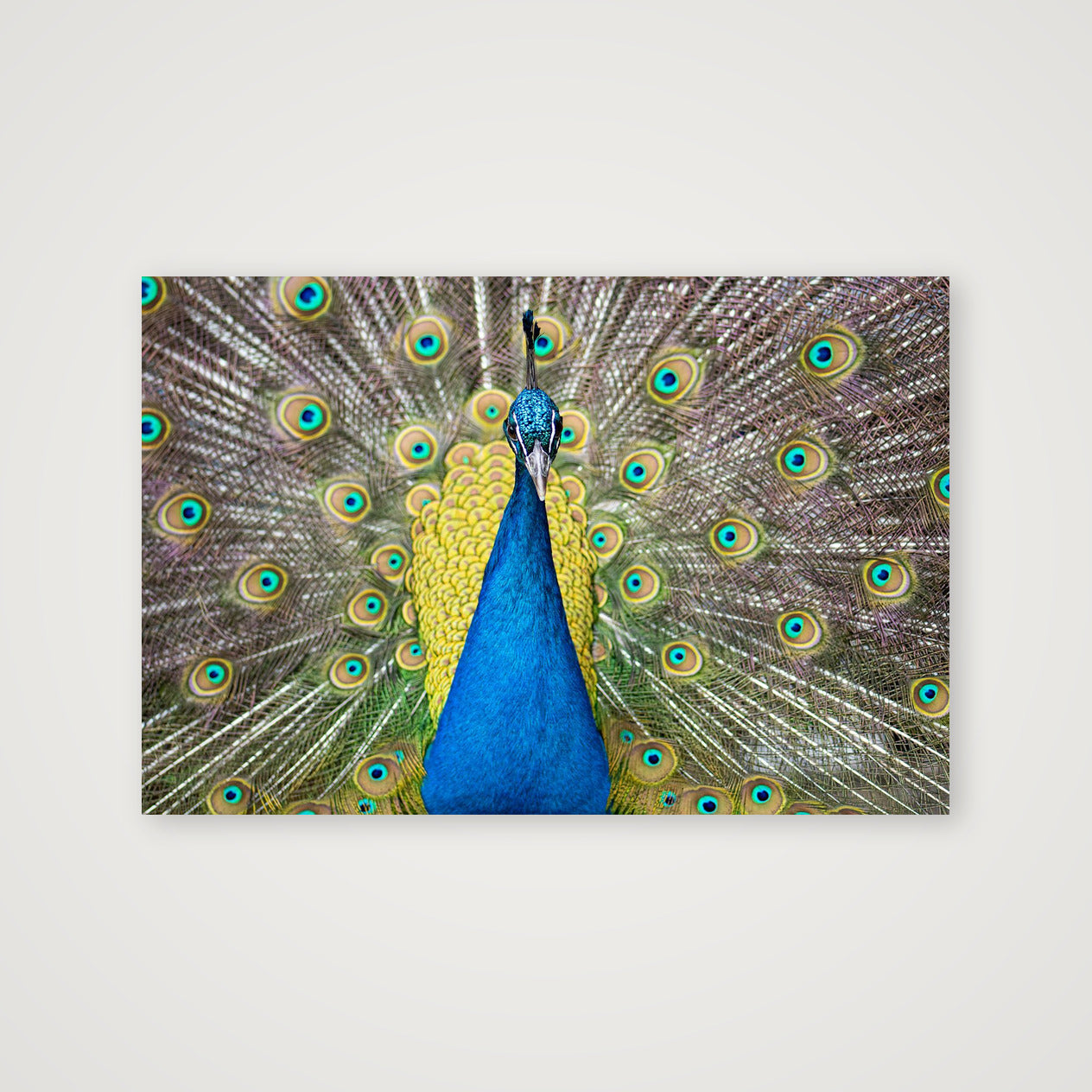 Thor — 60×40cm, 24×16" Print only